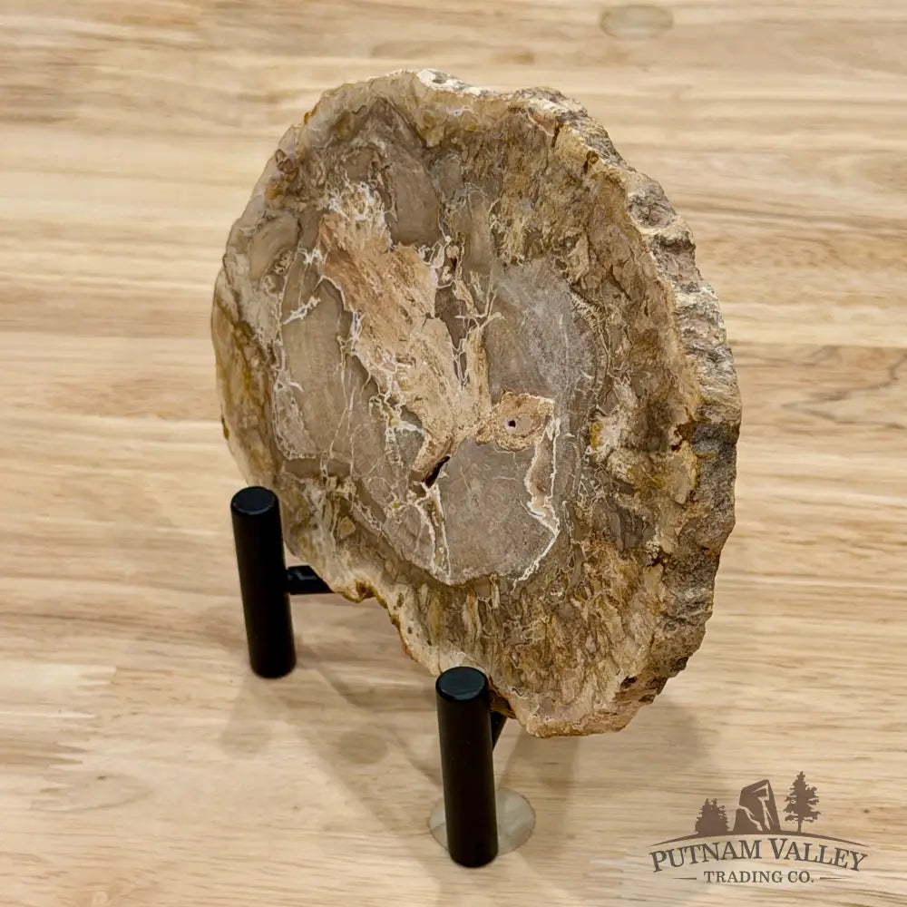 Madagascar Petrified Wood Slab 5.6’’ - Slab