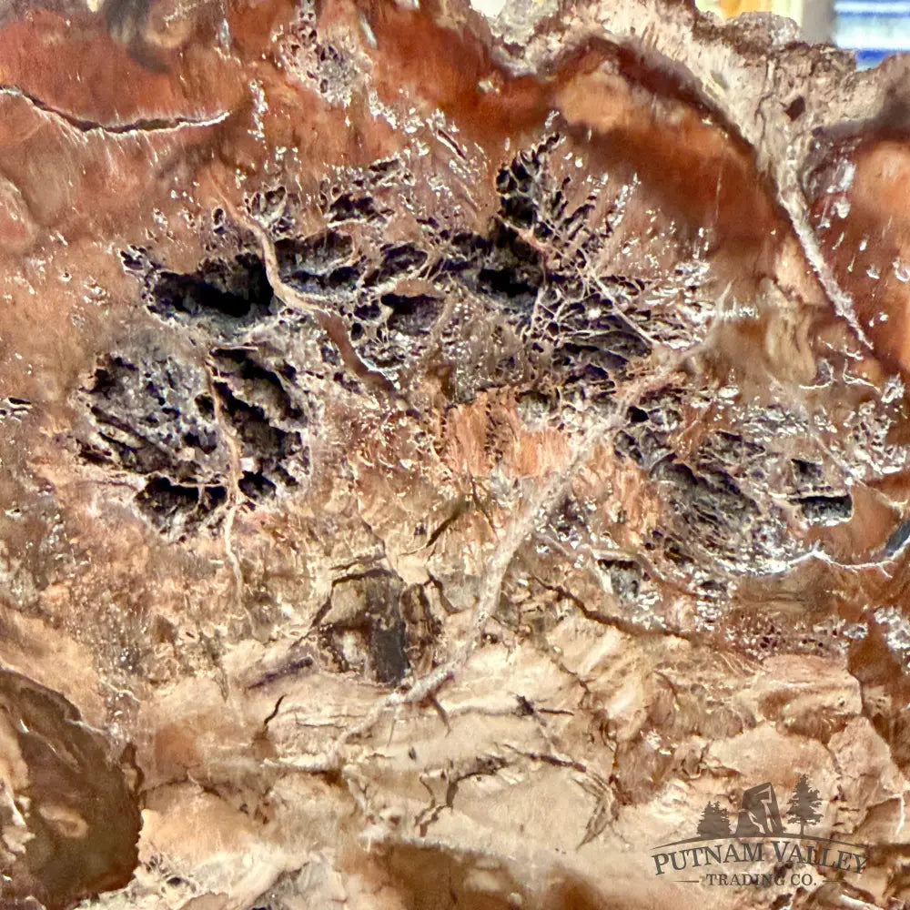 Madagascar Petrified Wood Slab 5.6’’ - Slab