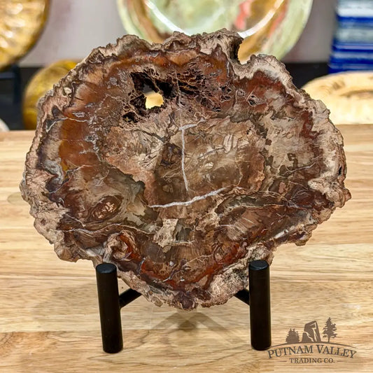 Madagascar Petrified Wood Slab 5.6’’ - Slab