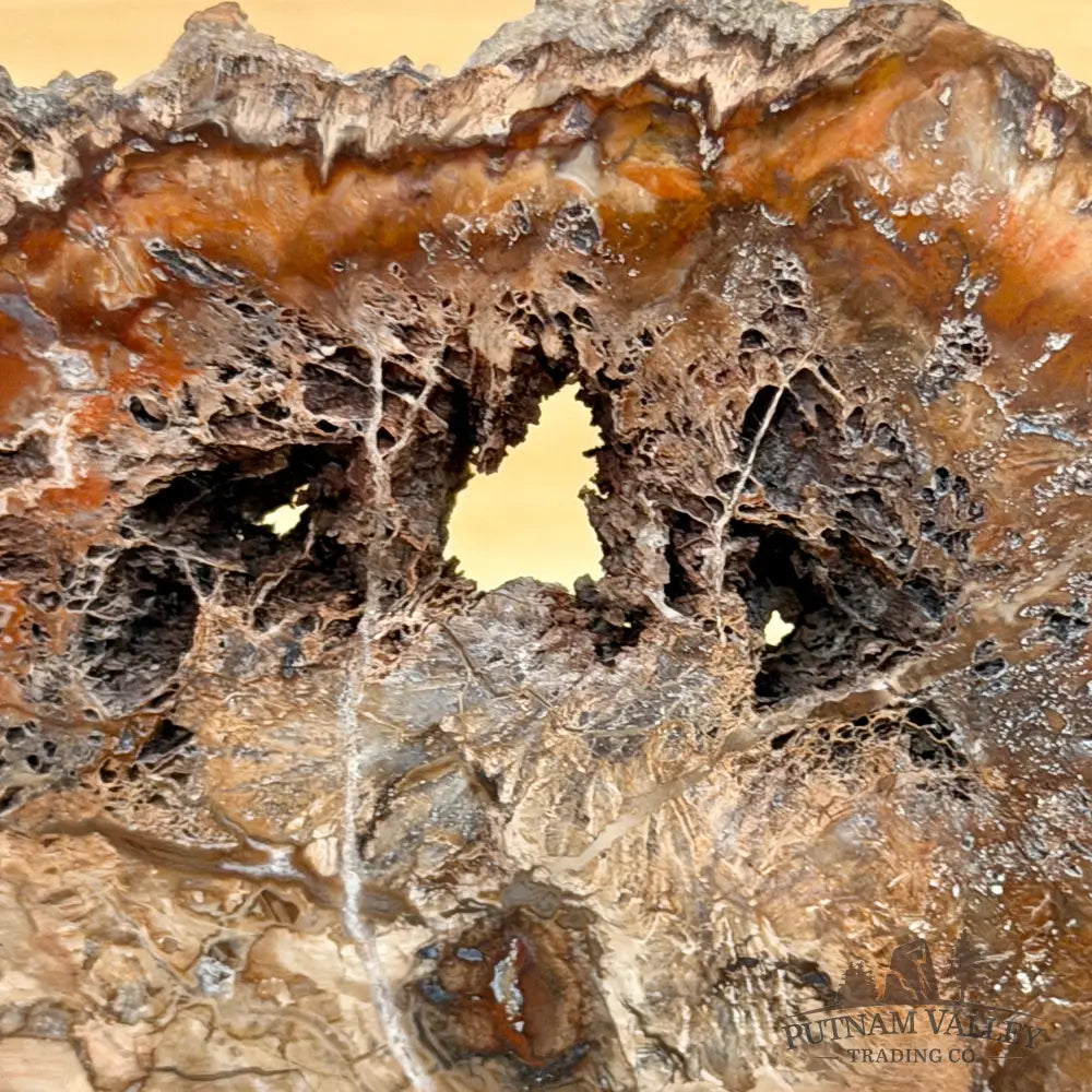 Madagascar Petrified Wood Slab 5.6’’ - Slab