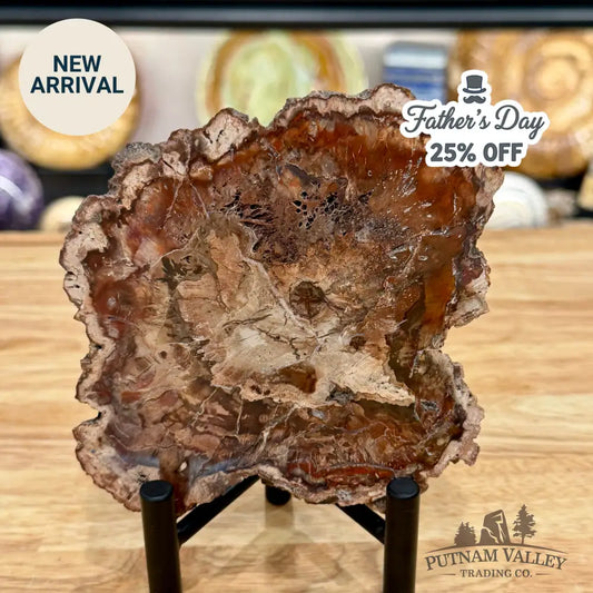 Madagascar Petrified Wood Slab 5.6’’ - Slab