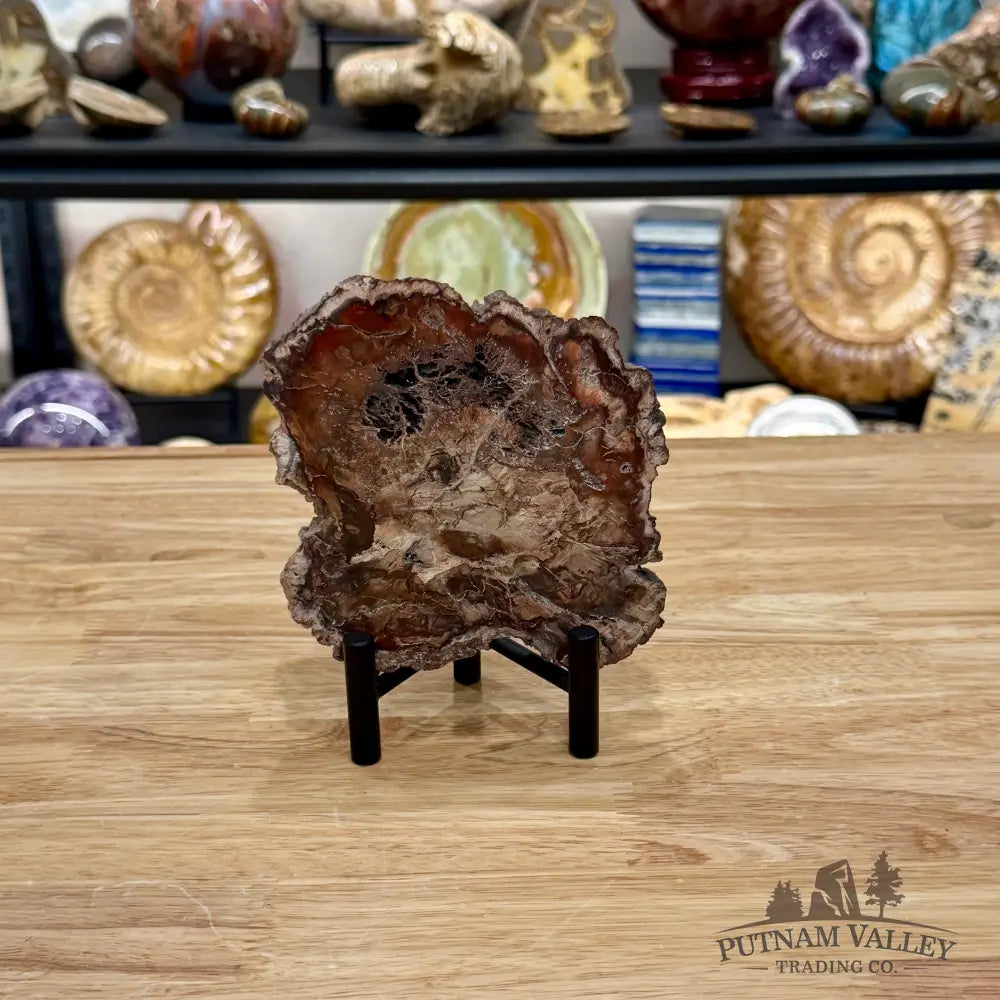 Madagascar Petrified Wood Slab 5.6’’ - Slab