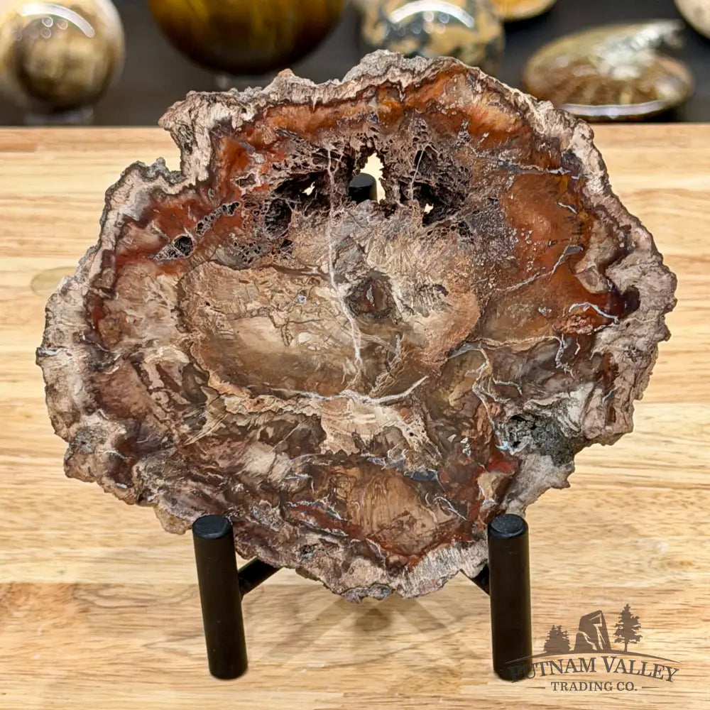 Madagascar Petrified Wood Slab 5.6’’ - Slab