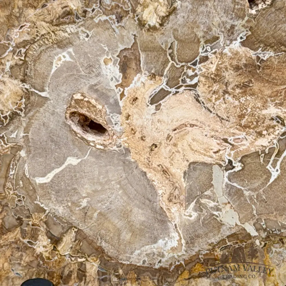 Madagascar Petrified Wood Slab 5.6’’ - Slab