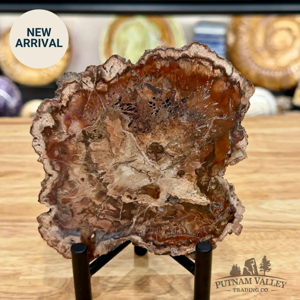 Madagascar Petrified Wood Slab 5.6’’ - Slab