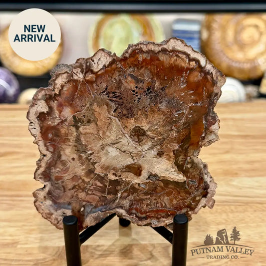 Madagascar Petrified Wood Slab 5.6’’ - Slab