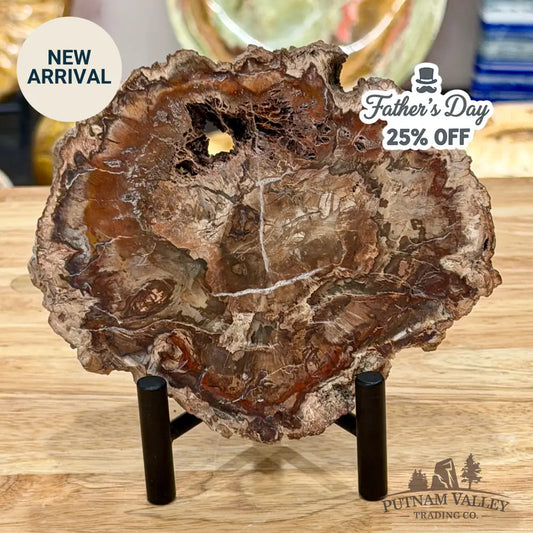 Madagascar Petrified Wood Slab 5.6’’ - Slab