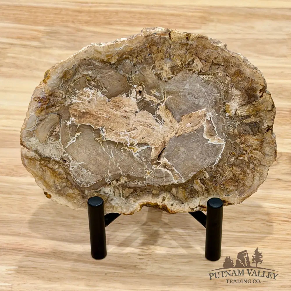 Madagascar Petrified Wood Slab 5.6’’ - Slab