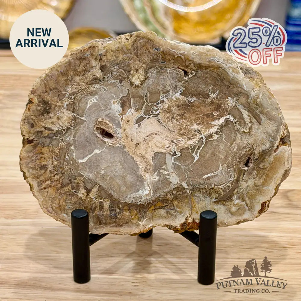 Madagascar Petrified Wood Slab 5.6’’ - Slab