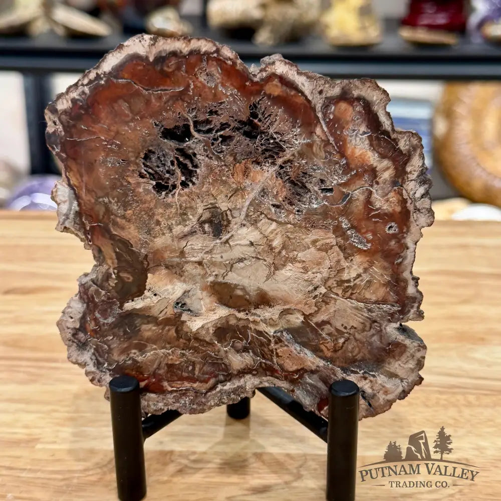 Madagascar Petrified Wood Slab 5.6’’ - Slab