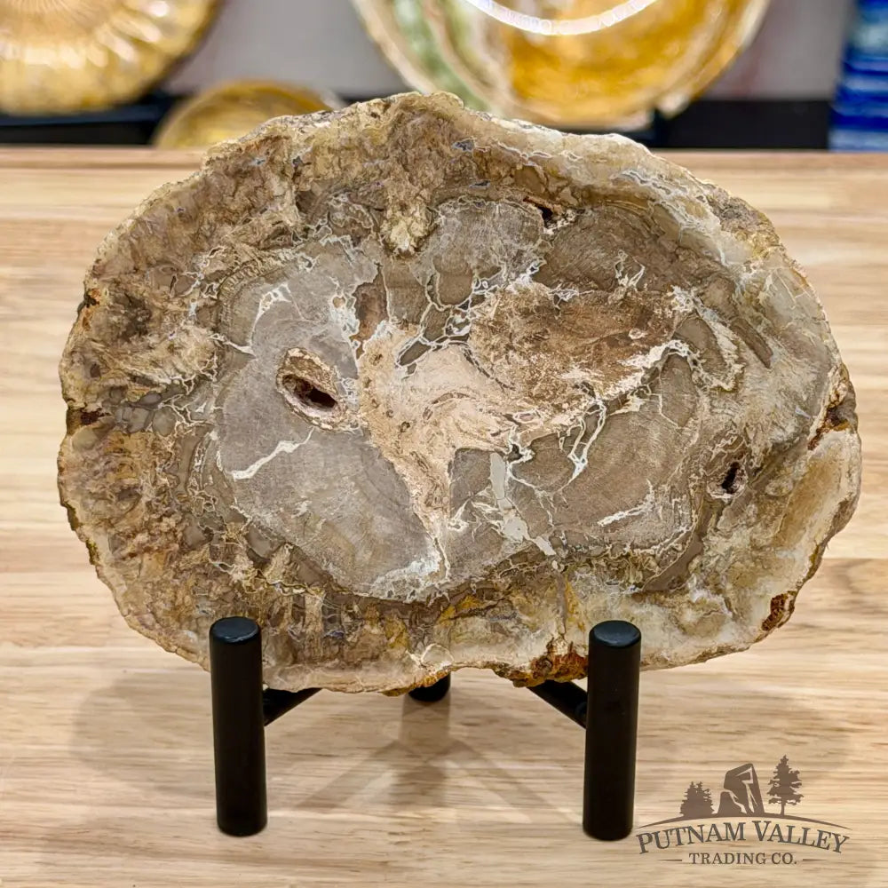 Madagascar Petrified Wood Slab 5.6’’ - Slab