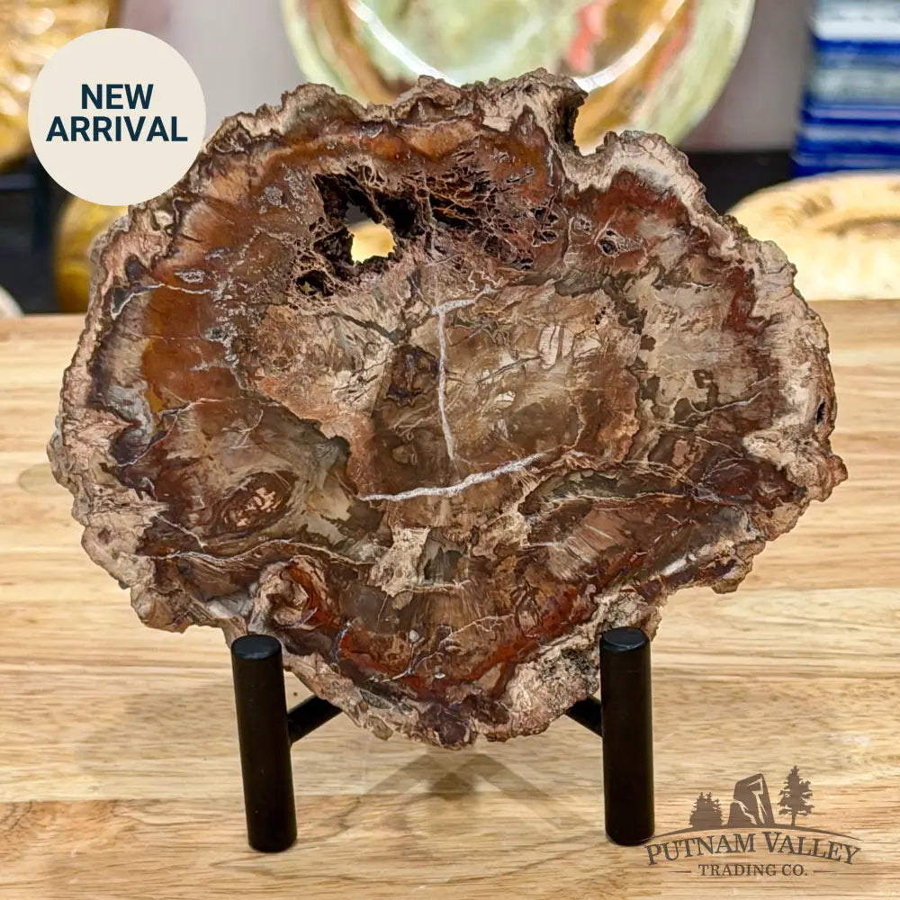 Madagascar Petrified Wood Slab 5.6’’ - Slab