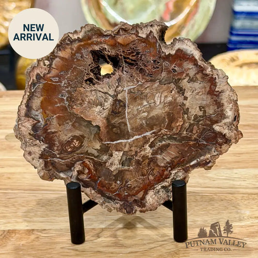 Madagascar Petrified Wood Slab 5.6’’ - Slab