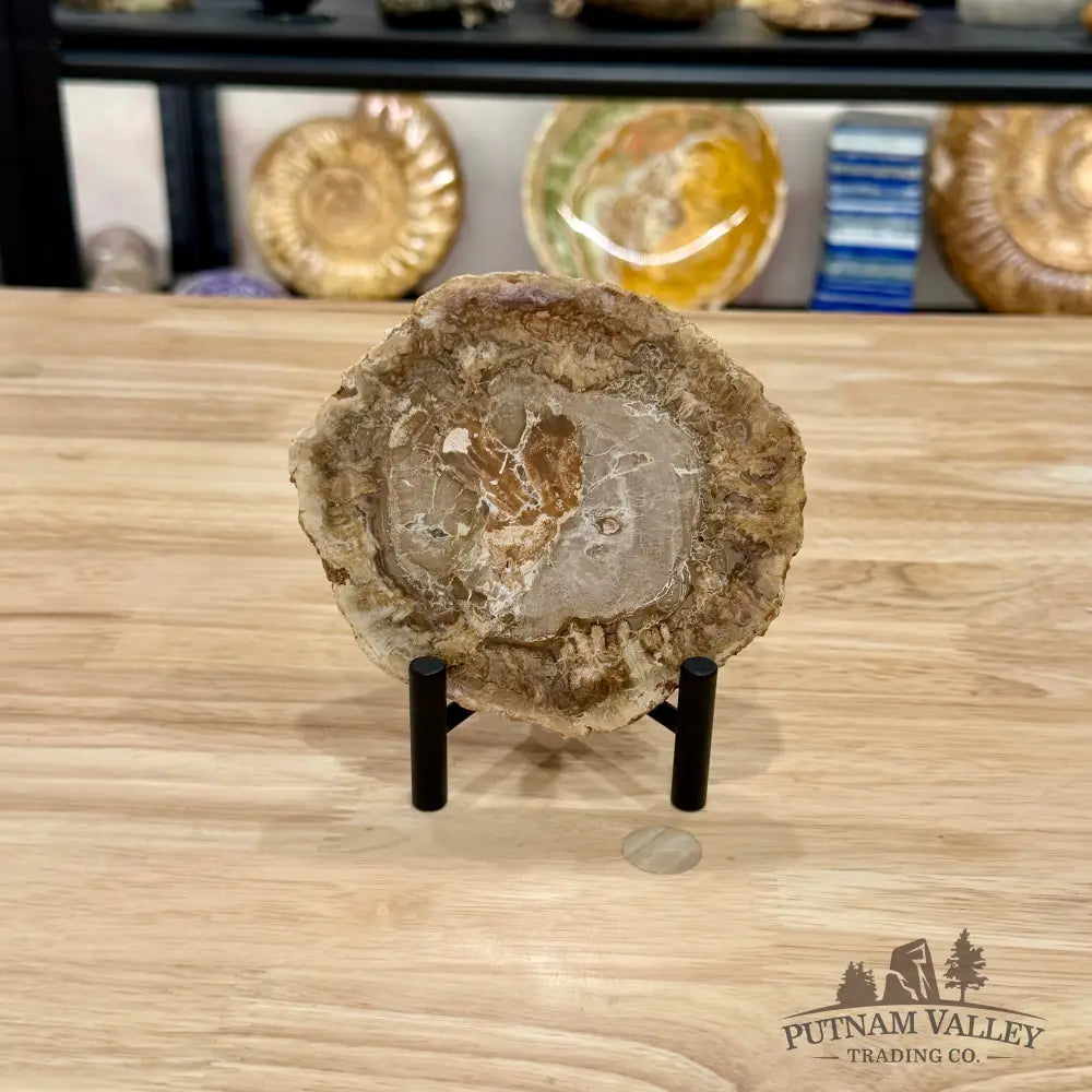 Madagascar Petrified Wood Slab 5’’ - Slab