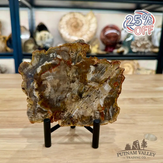 Madagascar Petrified Wood Slab 5.66’’ - Slab
