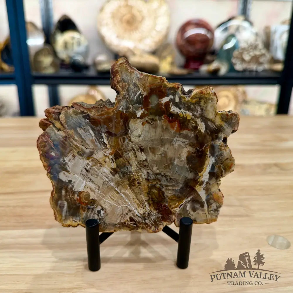 Madagascar Petrified Wood Slab 5.66’’ - Slab