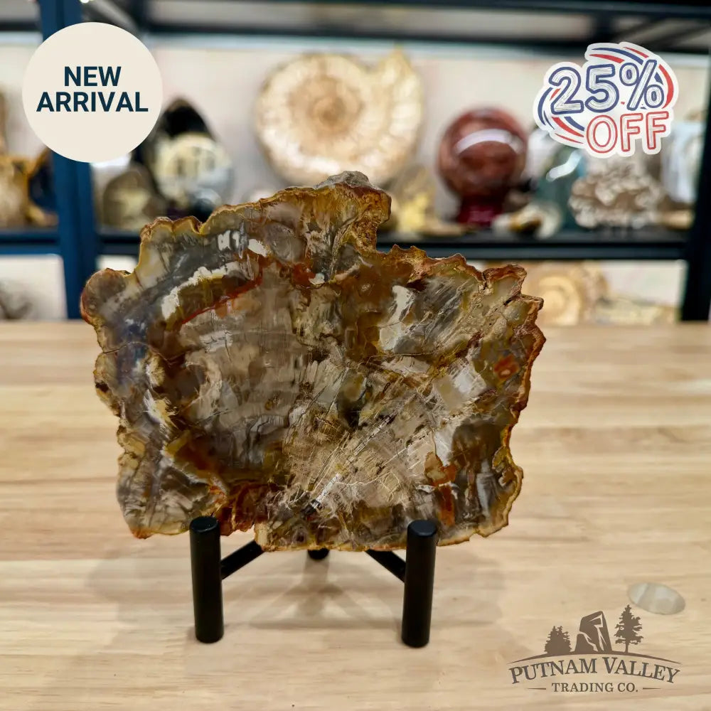 Madagascar Petrified Wood Slab 5.66’’ - Slab