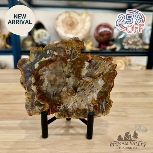 Madagascar Petrified Wood Slab 5.66’’ - Slab