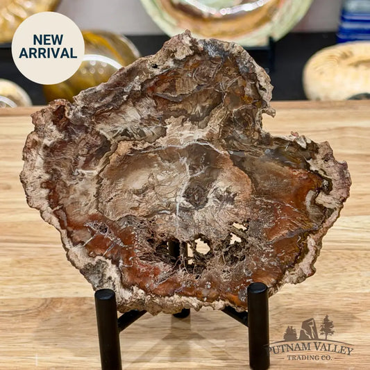 Madagascar Petrified Wood Slab 5.66’’ - Slab