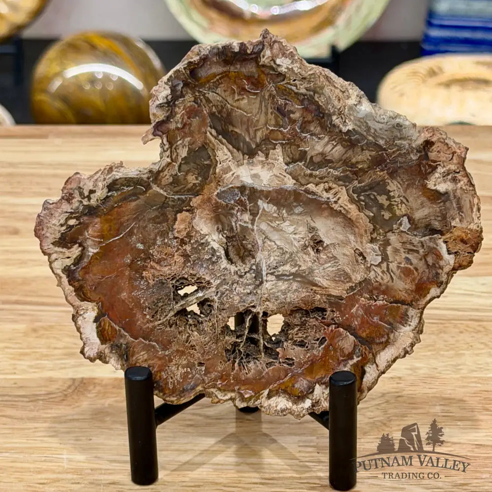 Madagascar Petrified Wood Slab 5.66’’ - Slab