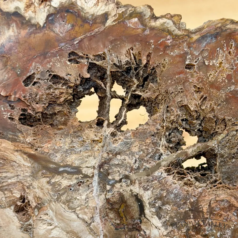 Madagascar Petrified Wood Slab 5.66’’ - Slab
