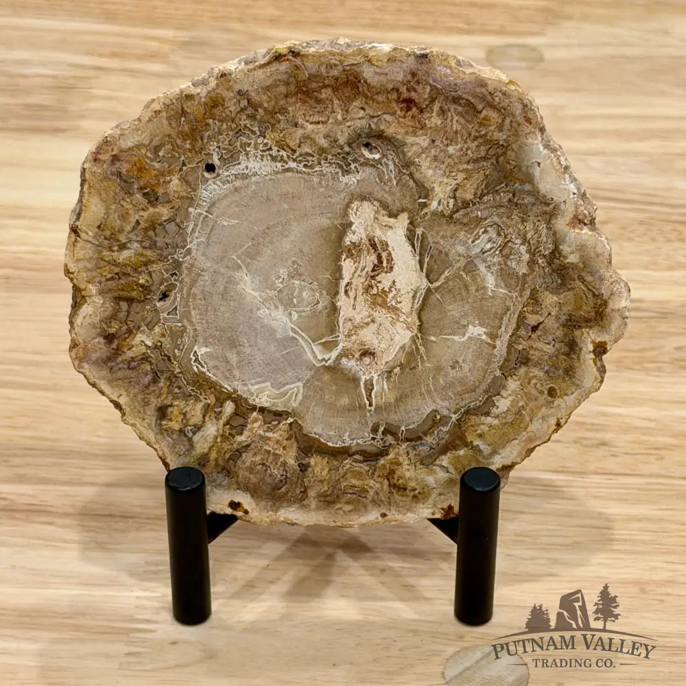 Madagascar Petrified Wood Slab 5’’ - Slab