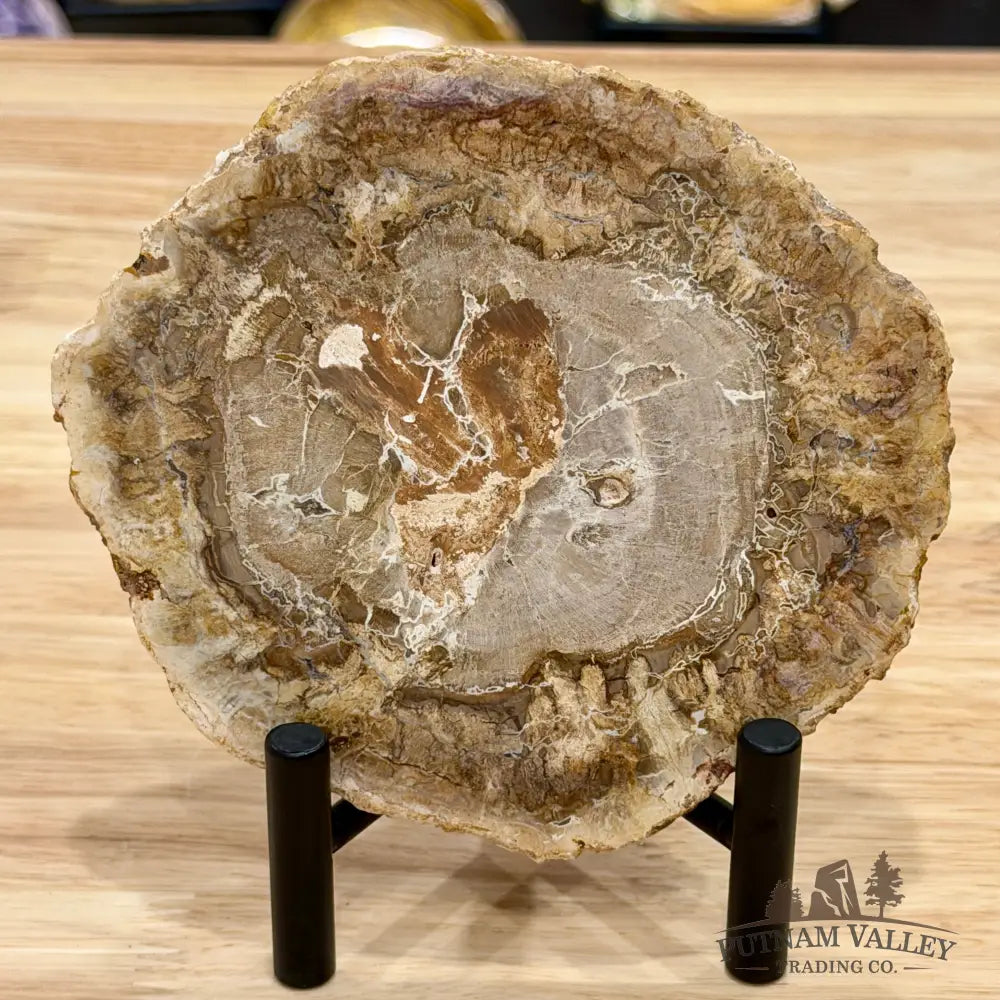 Madagascar Petrified Wood Slab 5’’ - Slab