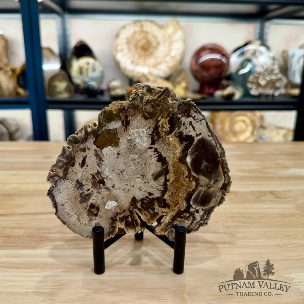 Madagascar Petrified Wood Slab 5.82’’ - Slab