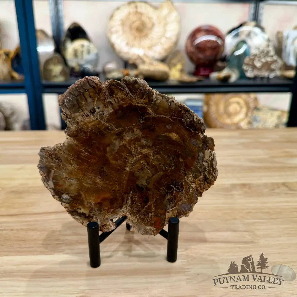 Madagascar Petrified Wood Slab 5.86’’ - Slab