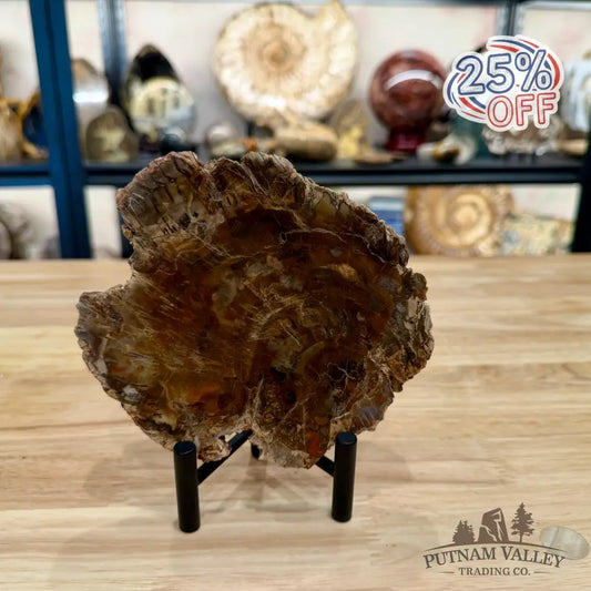 Madagascar Petrified Wood Slab 5.86’’ - Slab