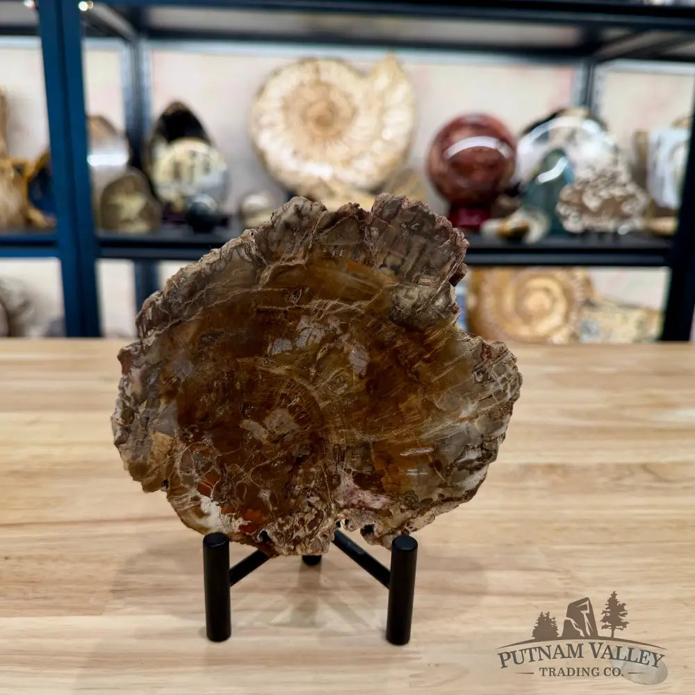 Madagascar Petrified Wood Slab 5.86’’ - Slab
