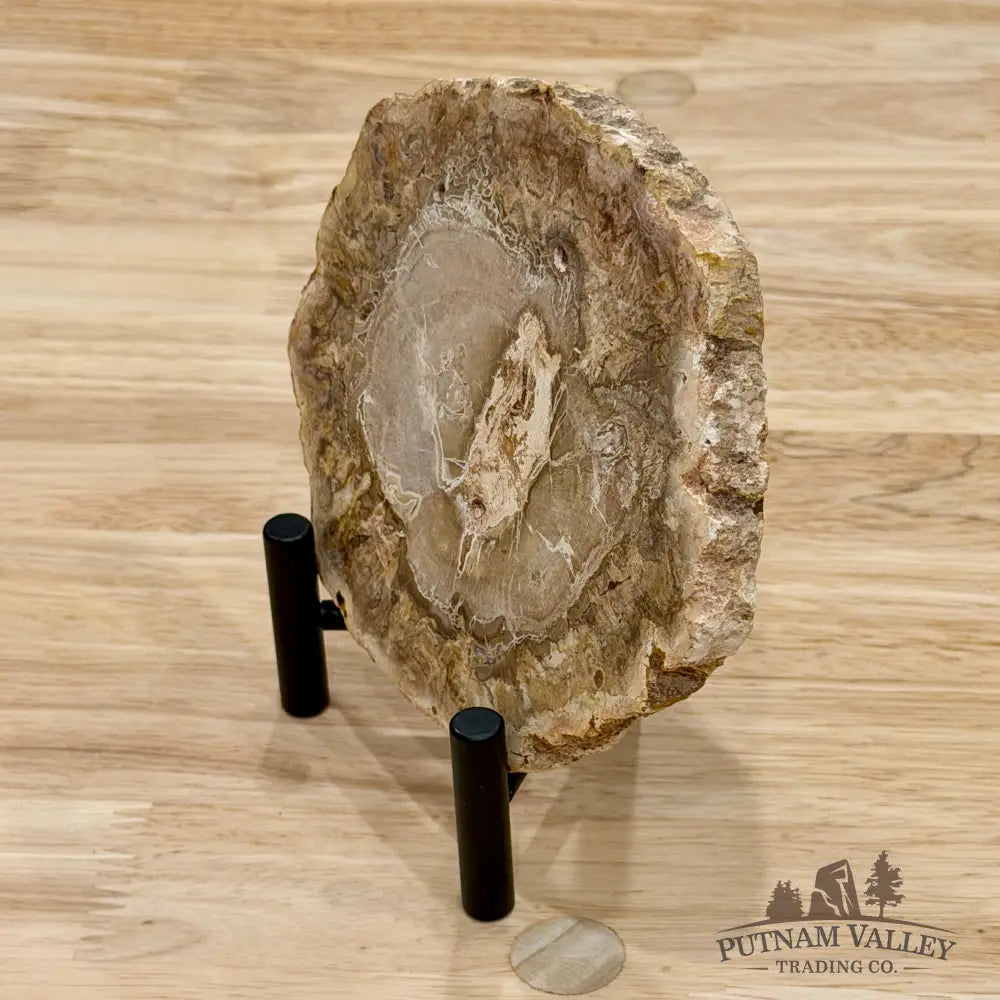 Madagascar Petrified Wood Slab 5’’ - Slab