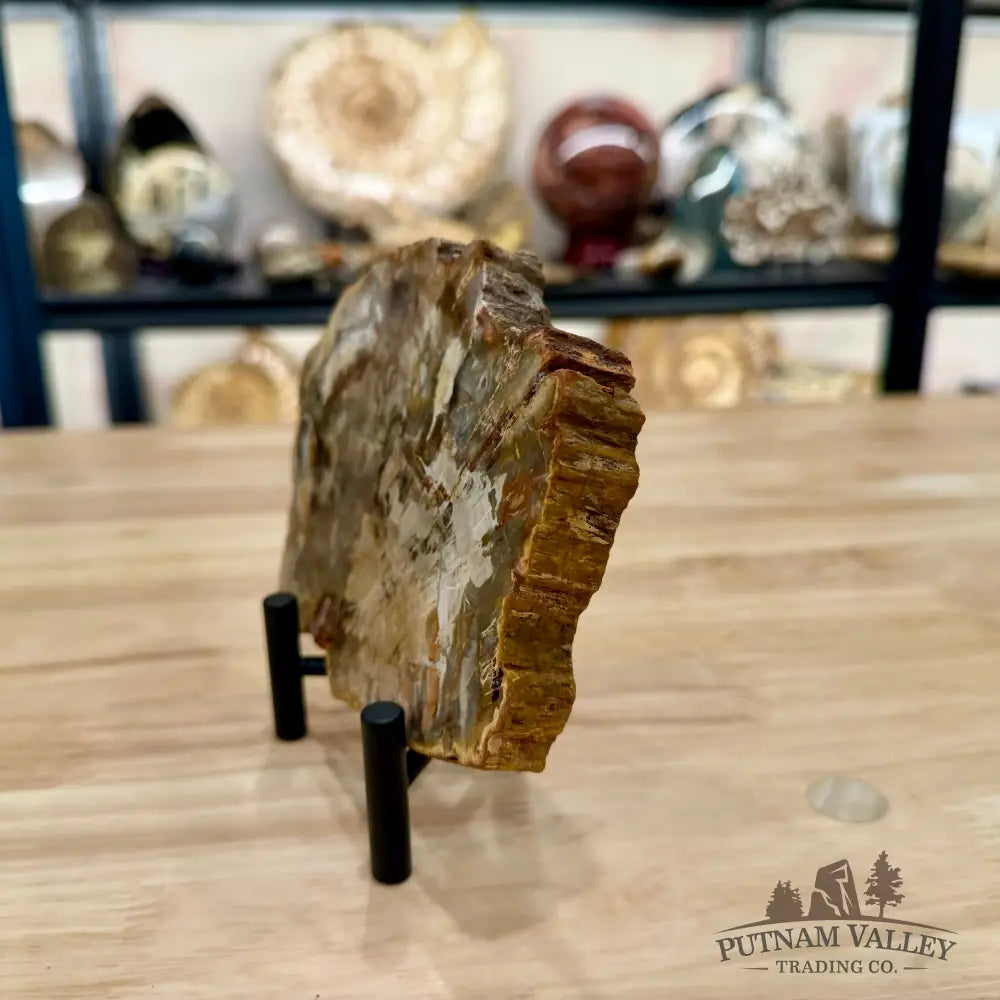 Madagascar Petrified Wood Slab 5.93’’ - Slab
