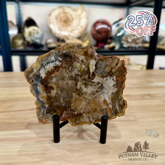 Madagascar Petrified Wood Slab 5.93’’ - Slab