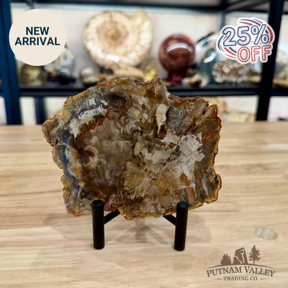 Madagascar Petrified Wood Slab 5.93’’ - Slab