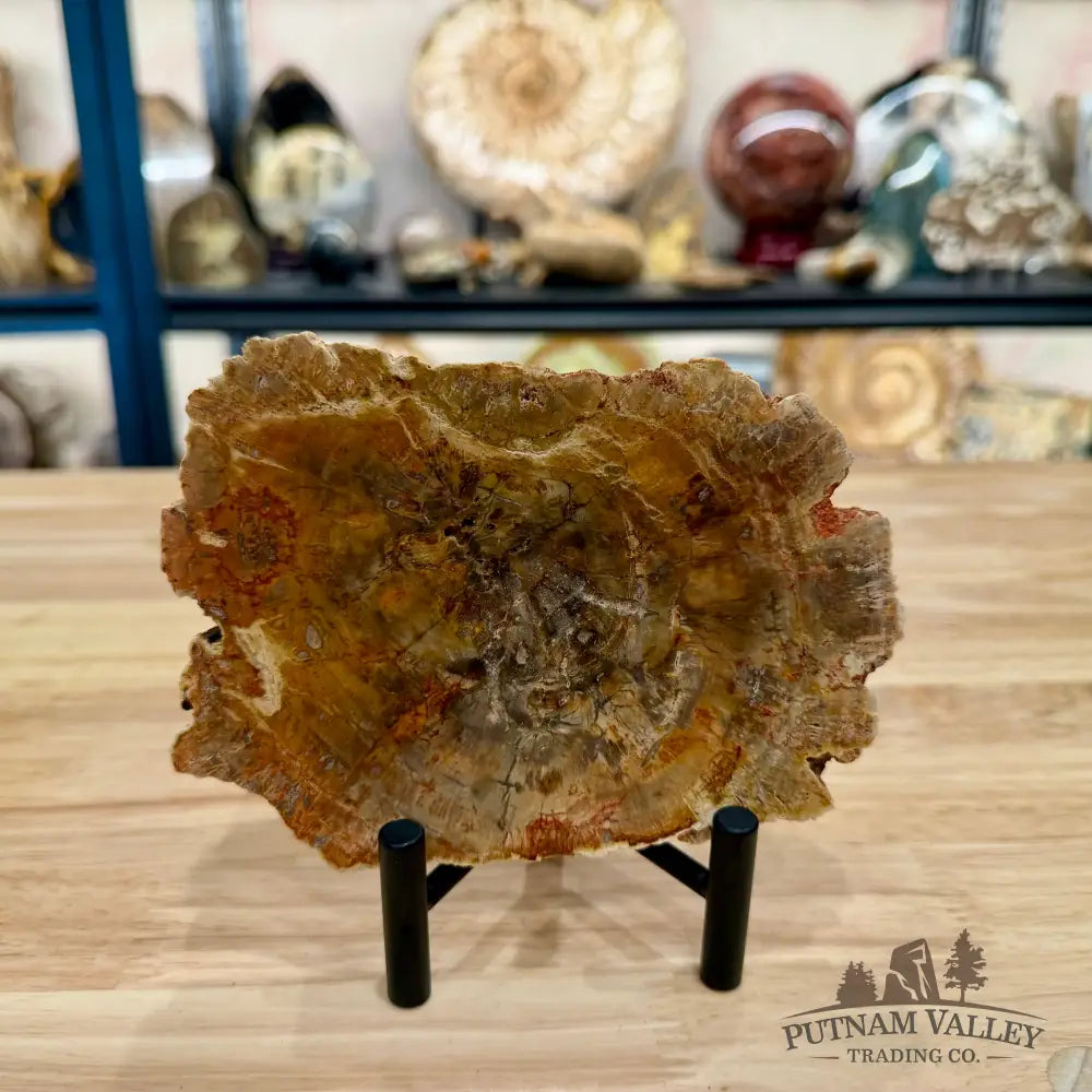 Madagascar Petrified Wood Slab 5.94’’ - Slab