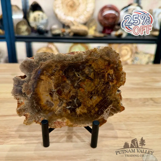 Madagascar Petrified Wood Slab 5.94’’ - Slab