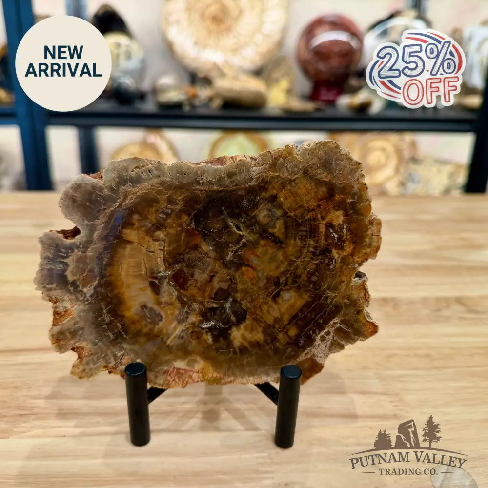 Madagascar Petrified Wood Slab 5.94’’ - Slab