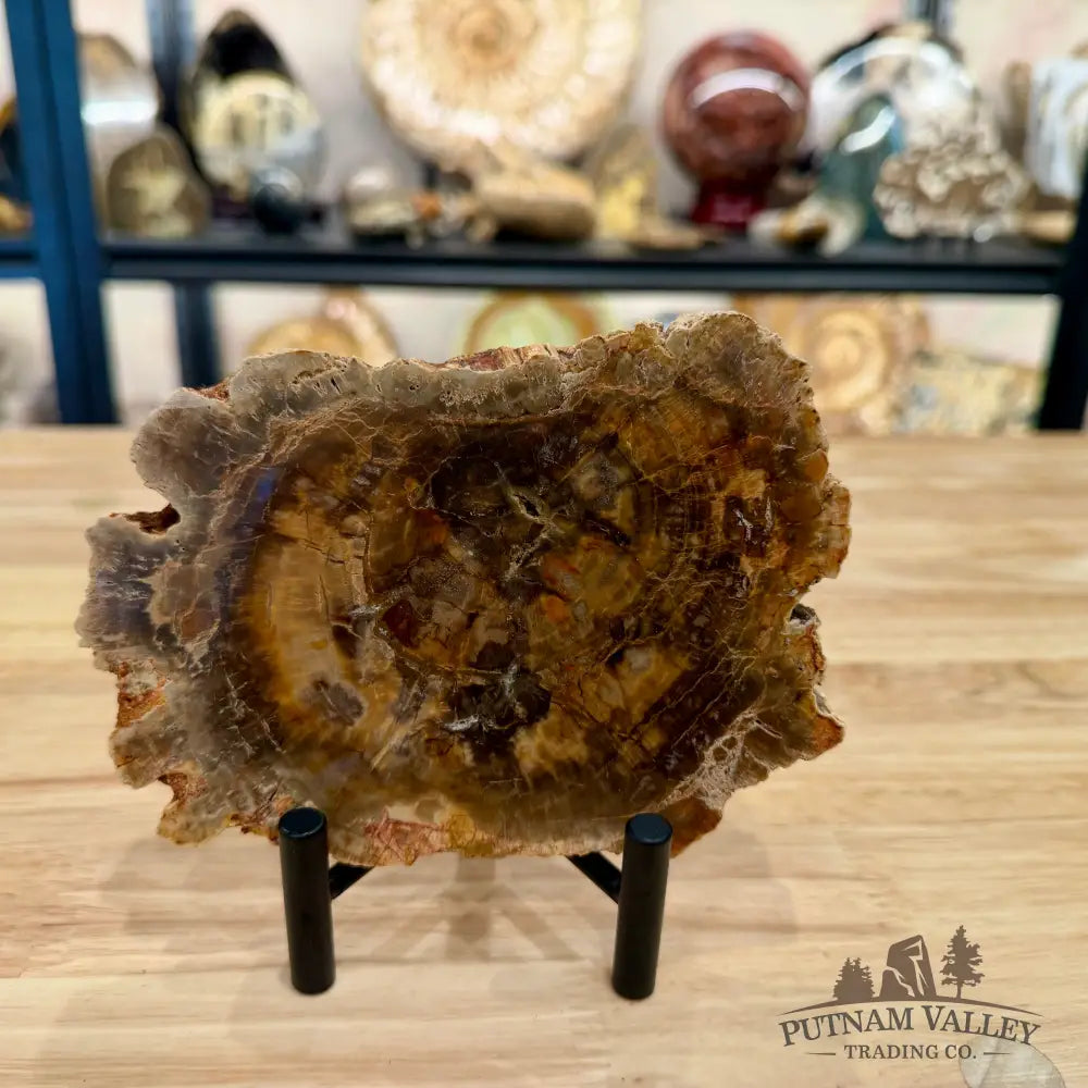 Madagascar Petrified Wood Slab 5.94’’ - Slab