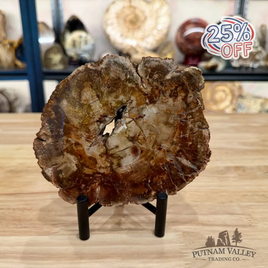 Madagascar Petrified Wood Slab 6.13’’ - Slab