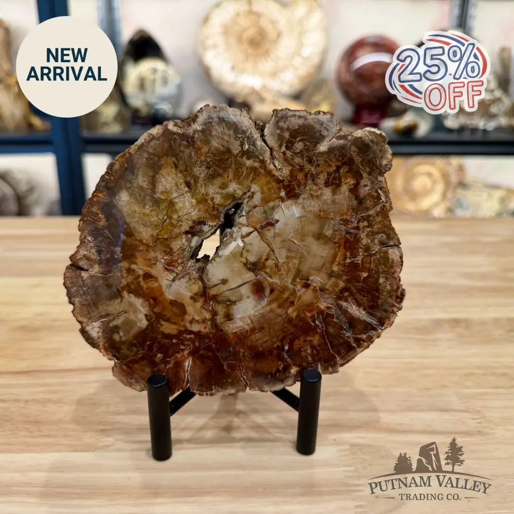 Madagascar Petrified Wood Slab 6.13’’ - Slab