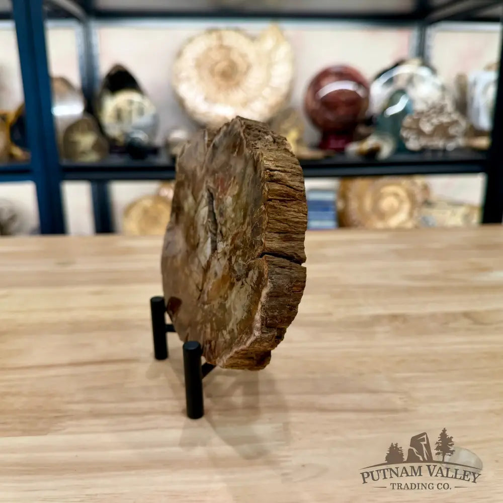 Madagascar Petrified Wood Slab 6.13’’ - Slab