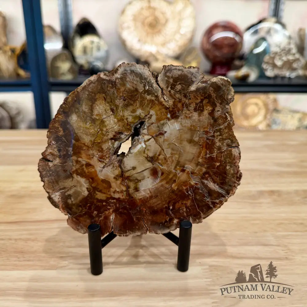 Madagascar Petrified Wood Slab 6.13’’ - Slab