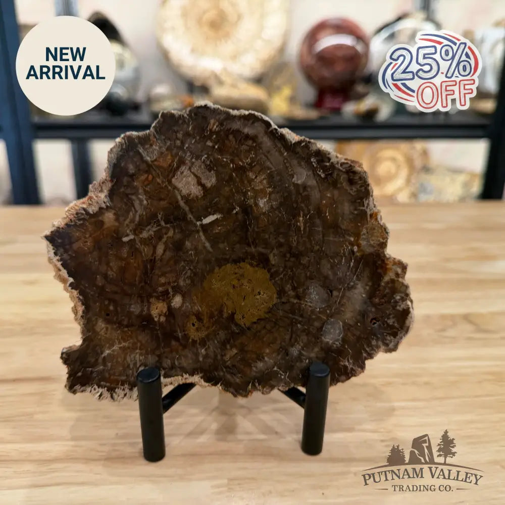 Madagascar Petrified Wood Slab 6.18’’ - Slab