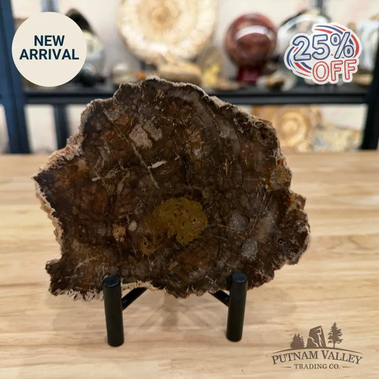 Madagascar Petrified Wood Slab 6.18’’ - Slab