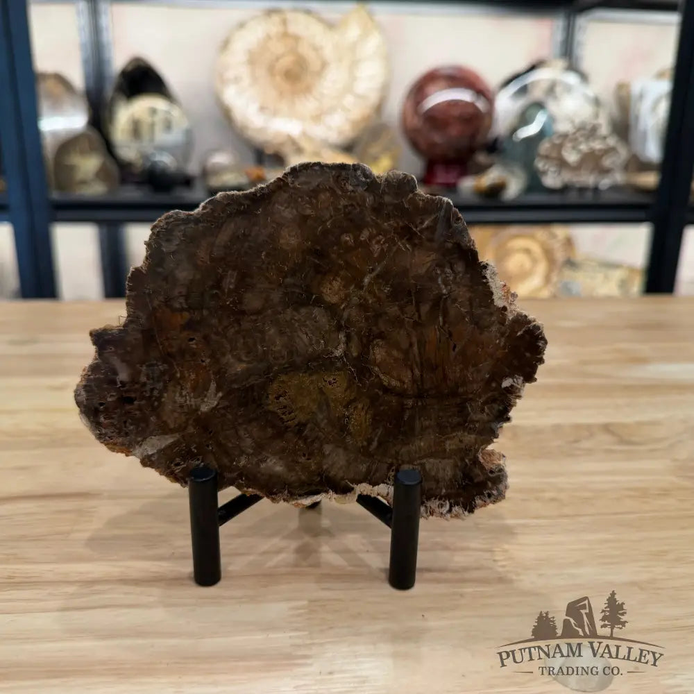 Madagascar Petrified Wood Slab 6.18’’ - Slab