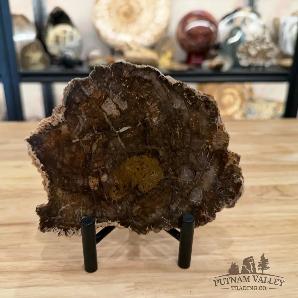 Madagascar Petrified Wood Slab 6.18’’ - Slab