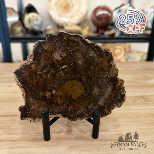 Madagascar Petrified Wood Slab 6.18’’ - Slab