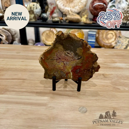 Madagascar Petrified Wood Slab 6.3’’ - Slab