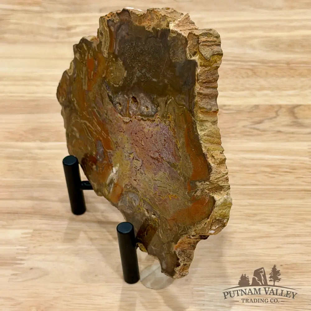 Madagascar Petrified Wood Slab 6.3’’ - Slab